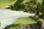 Swamp rosemallow